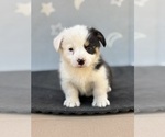 Small #5 Pembroke Welsh Corgi