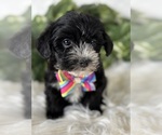 Small #2 Morkie