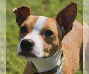 Mutt Dogs for adoption in Canton, CT, USA