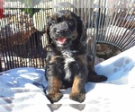 Puppy Prince Cavapoo