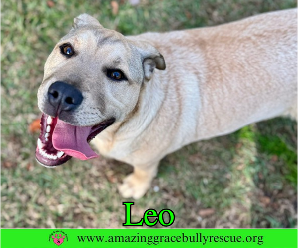 Medium Photo #10 Bulldog-Labrador Retriever Mix Puppy For Sale in Pensacola, FL, USA