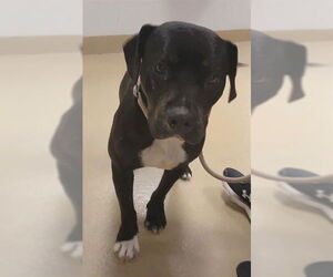 American Pit Bull Terrier Dogs for adoption in Decatur, IL, USA