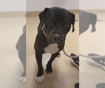 Small American Pit Bull Terrier