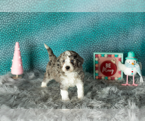 Miniature Bernedoodle-Poodle (Miniature) Mix Puppy for sale in SHIPSHEWANA, IN, USA