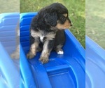 Small Photo #19 Bernedoodle Puppy For Sale in STEWARTSVILLE, NJ, USA
