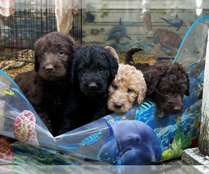 Labradoodle Litter for sale in SNOW CAMP, NC, USA