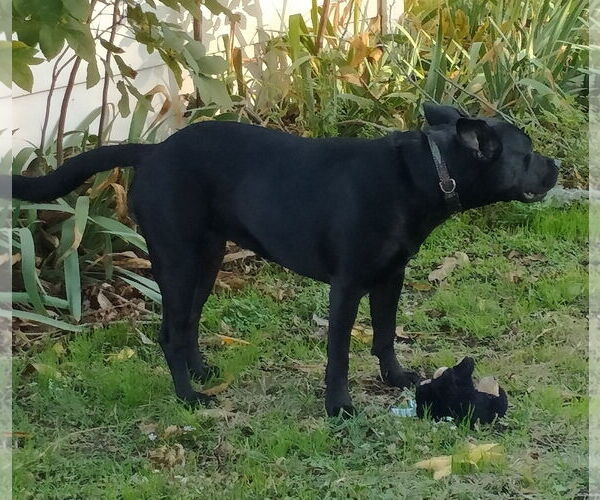 Medium Photo #8 Labrador Retriever-Unknown Mix Puppy For Sale in McKinney, TX, USA