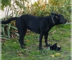 Small #7 Labrador Retriever Mix