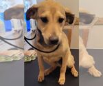 Small #1 Mutt