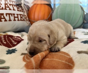 Medium Labrador Retriever