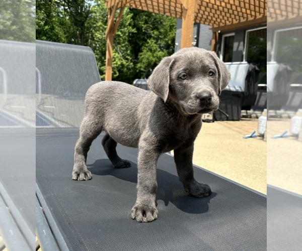 Medium Photo #4 Labrador Retriever Puppy For Sale in FRANKLIN, IN, USA