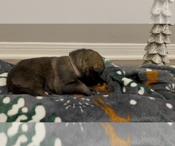 Medium Photo #8 German Shepherd Dog Puppy For Sale in VICTORIA, TX, USA