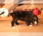 Small Photo #4 Sheepadoodle Puppy For Sale in STANLEY, VA, USA