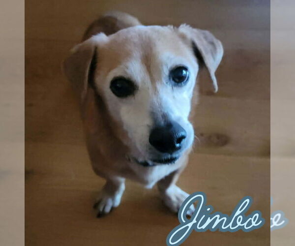 Medium Photo #18 Dachshund-Unknown Mix Puppy For Sale in San Antonio, TX, USA