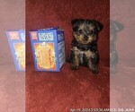 Small Photo #47 Yorkshire Terrier Puppy For Sale in AKRON, OH, USA