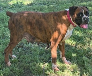 Mother of the Boxer puppies born on 07/20/2026