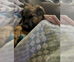 Small #3 German Shepherd Dog Mix
