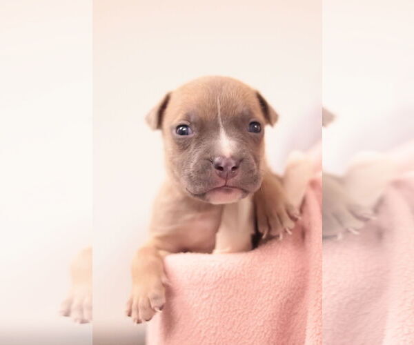 Medium Photo #8 Mutt Puppy For Sale in Philadelphia, PA, USA