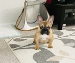 Small Photo #40 French Bulldog Puppy For Sale in DAVIE, FL, USA