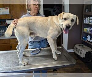 Labrador Retriever-Unknown Mix Dogs for adoption in Palatine/Kildeer/Buffalo grove, IL, USA