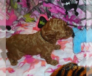 Poodle (Standard) Puppy for sale in HOWE, ID, USA