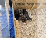 Small #24 Doberman Pinscher