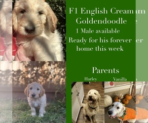 Goldendoodle Puppy for sale in GALT, CA, USA