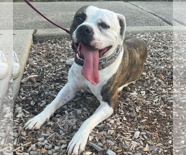 Medium Photo #2 Bullboxer Pit Puppy For Sale in GILBERTS, IL, USA