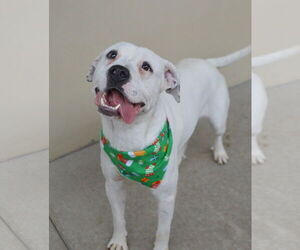 Mutt Dogs for adoption in McKinney, TX, USA