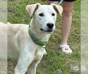 Labrador Retriever-Retriever  Mix Dogs for adoption in Washington, DC, USA