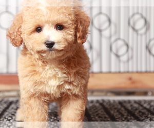 Poochon Puppy for sale in NAPLES, FL, USA