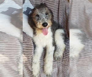 Aussiedoodle Puppy for Sale in DOWELLTOWN, Tennessee USA