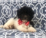 Small Photo #10 Poochon Puppy For Sale in LAKELAND, FL, USA