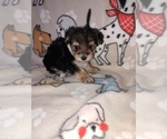 Small #6 Morkie