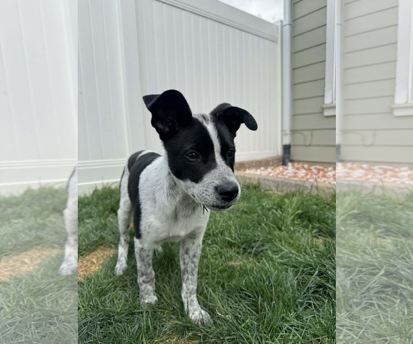 Medium Photo #2 Mutt Puppy For Sale in Sandy, UT, USA