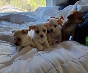 Chihuahua Puppy for sale in DURHAM, NC, USA