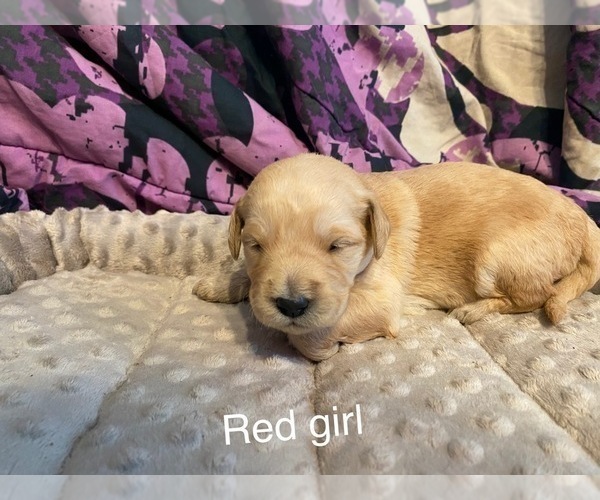 Medium Photo #2 Goldendoodle Puppy For Sale in ALDER, WA, USA