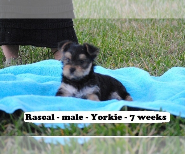 Medium Photo #3 Yorkshire Terrier Puppy For Sale in CLARKRANGE, TN, USA