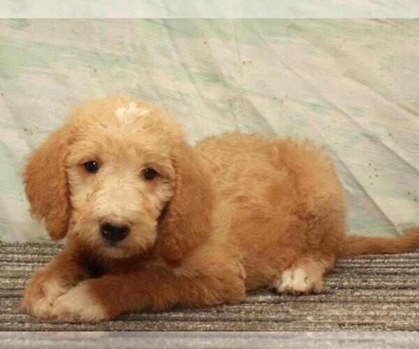 Medium Photo #1 Labradoodle Puppy For Sale in SHAWNEE, OK, USA