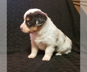 Miniature Australian Shepherd Puppy for sale in BOLCKOW, MO, USA