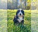 Small #8 Bernese Mountain Dog