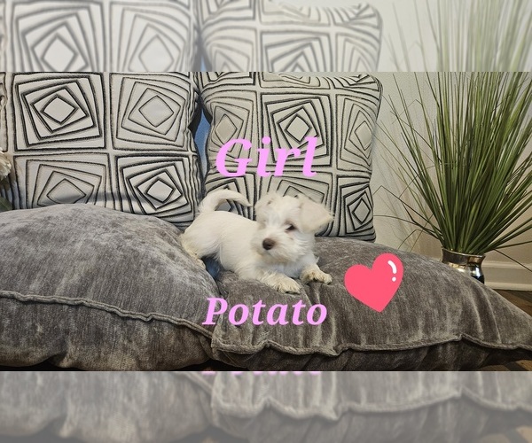 Medium Photo #1 Schnauzer (Miniature) Puppy For Sale in SPARTA, WI, USA