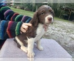 Small Photo #4 Brittany Puppy For Sale in FORT MC COY, FL, USA