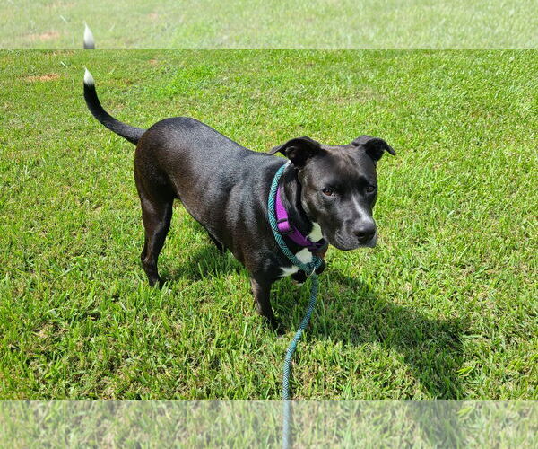 Medium Photo #37 American Staffordshire Terrier-Unknown Mix Puppy For Sale in Rosenberg, TX, USA