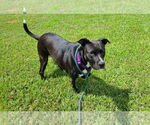 Small #36 American Staffordshire Terrier Mix
