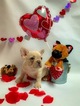 Small Photo #1 French Bulldog Puppy For Sale in CADDO, OK, USA