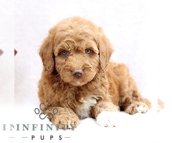 Medium Photo #1 Goldendoodle (Miniature) Puppy For Sale in EPHRATA, PA, USA