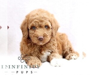 Goldendoodle (Miniature) Puppy for sale in EPHRATA, PA, USA