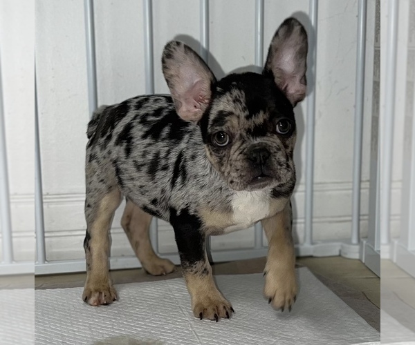 Medium Photo #3 French Bulldog Puppy For Sale in VILLA PARK, IL, USA