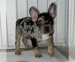 Small Photo #3 French Bulldog Puppy For Sale in VILLA PARK, IL, USA